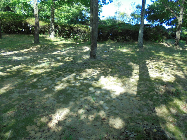 湊山公園に土蜂がブンブンと唸っていました