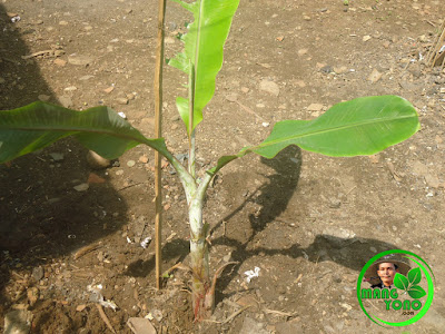 Cara menanam pisang yang baik dan benar