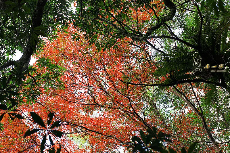 雲森瀑布楓紅