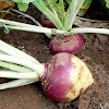 HEALTH BENEFITS OF SWEDE