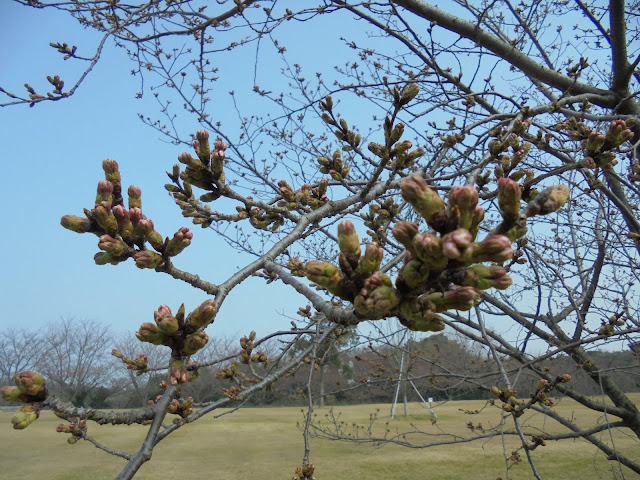 ソメイヨシノ桜の蕾