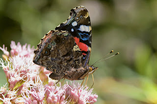 Para ampliar  Vanessa atalanta (Linnaeus, 1758) Almirante rojo, vanesa, vulcana, mariposa de la reina hacer clic