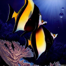 Fish Wallpaper @ Digaleri.com