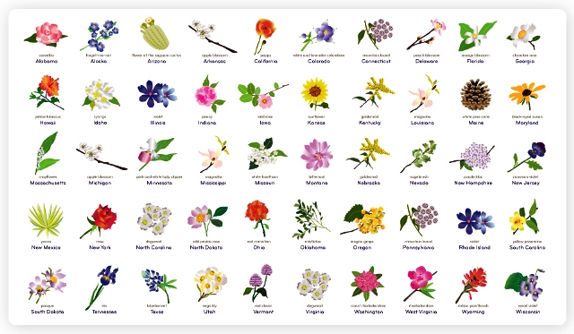 List Of Different Types Of Flowers