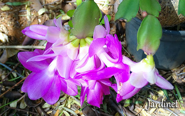 Flor de maio em julho