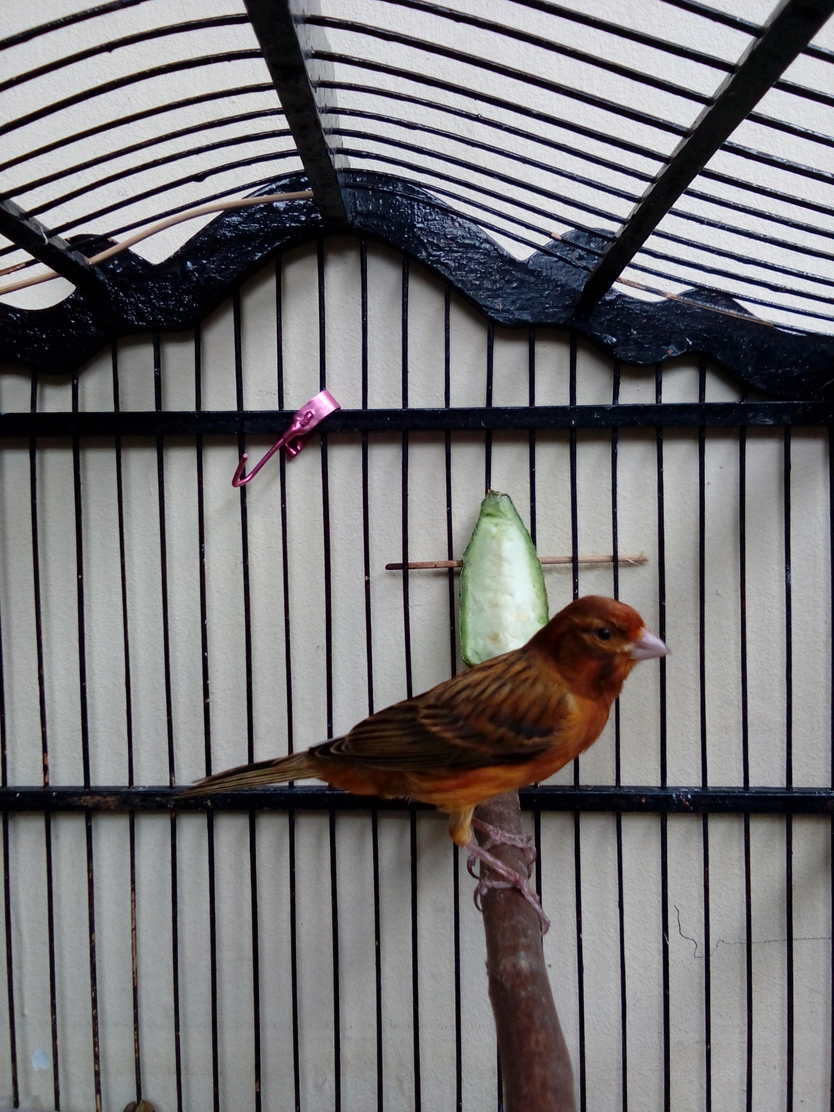 Jual Burung Kenari di Jakarta  Jual kenari Murah Di Jakarta