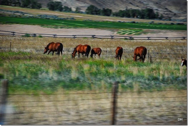 07-24-14 A Travel from Cody to Wapiti CG (29)