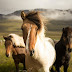 Türkmen Kültüründe Atların Yeri