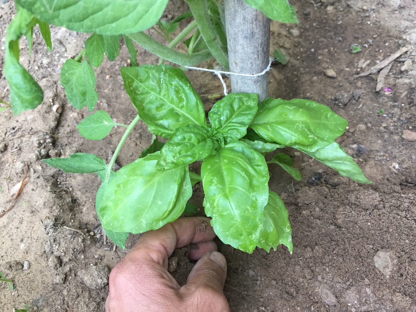 Growing basil and tomatoes together in your vegetable garden make sense as they’re truly a perfect pairing. Basil is a favorable aromatic plant to grow near tomatoes
