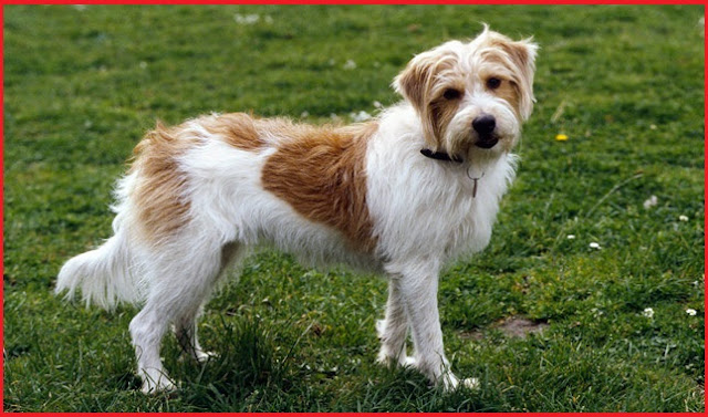 "Kromfohrlander Dog - Germany's Charming Companion, Radiating Affection and Playfulness in its Adorable Appearance."