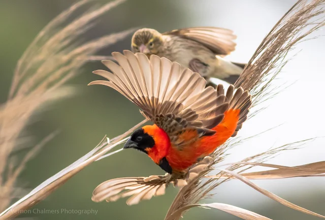Red Bishop male in flight in the Table Bay Nature Reserve, Woodbridge Island