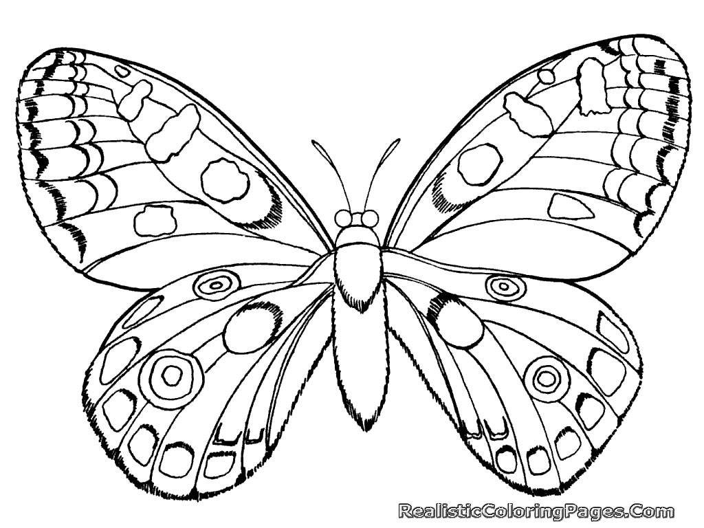 Realistic Insect Coloring Pages  Realistic Coloring Pages