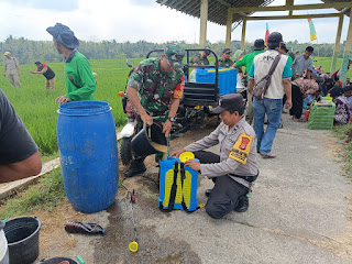 WAKAPOLSEK HADIRI GERAKAN OPT PADI DI BULAK SAWAH BLUMBANG BANJARARUM