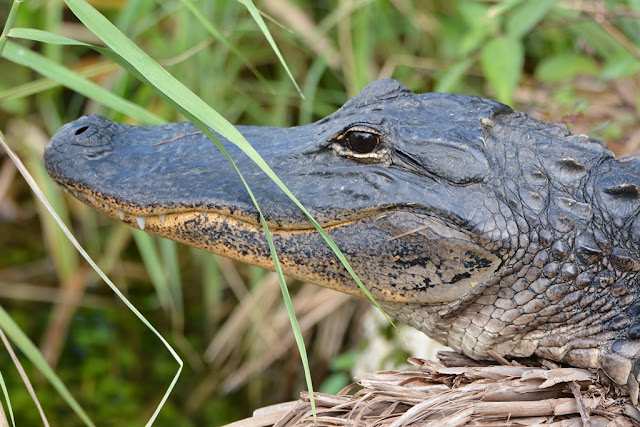 Palm Tree Everglades alligator head