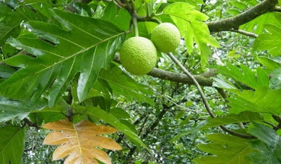 5 Manfaat Daun Sukun Untuk Kesehatan Tubuh Anda Melawan Penyakit Berbahaya