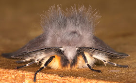 Muslin Moth, Diaphora mendica.  Erebidae.   Hayes, 14 May 2015.