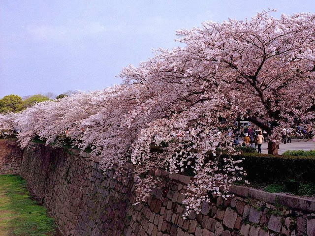 Cách người Nhật cư xử với quốc hoa