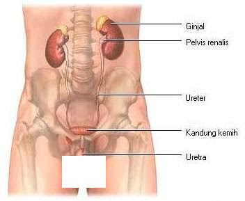 Saluran Kemih Pria