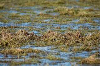 Wildlifefotografie Bekassine