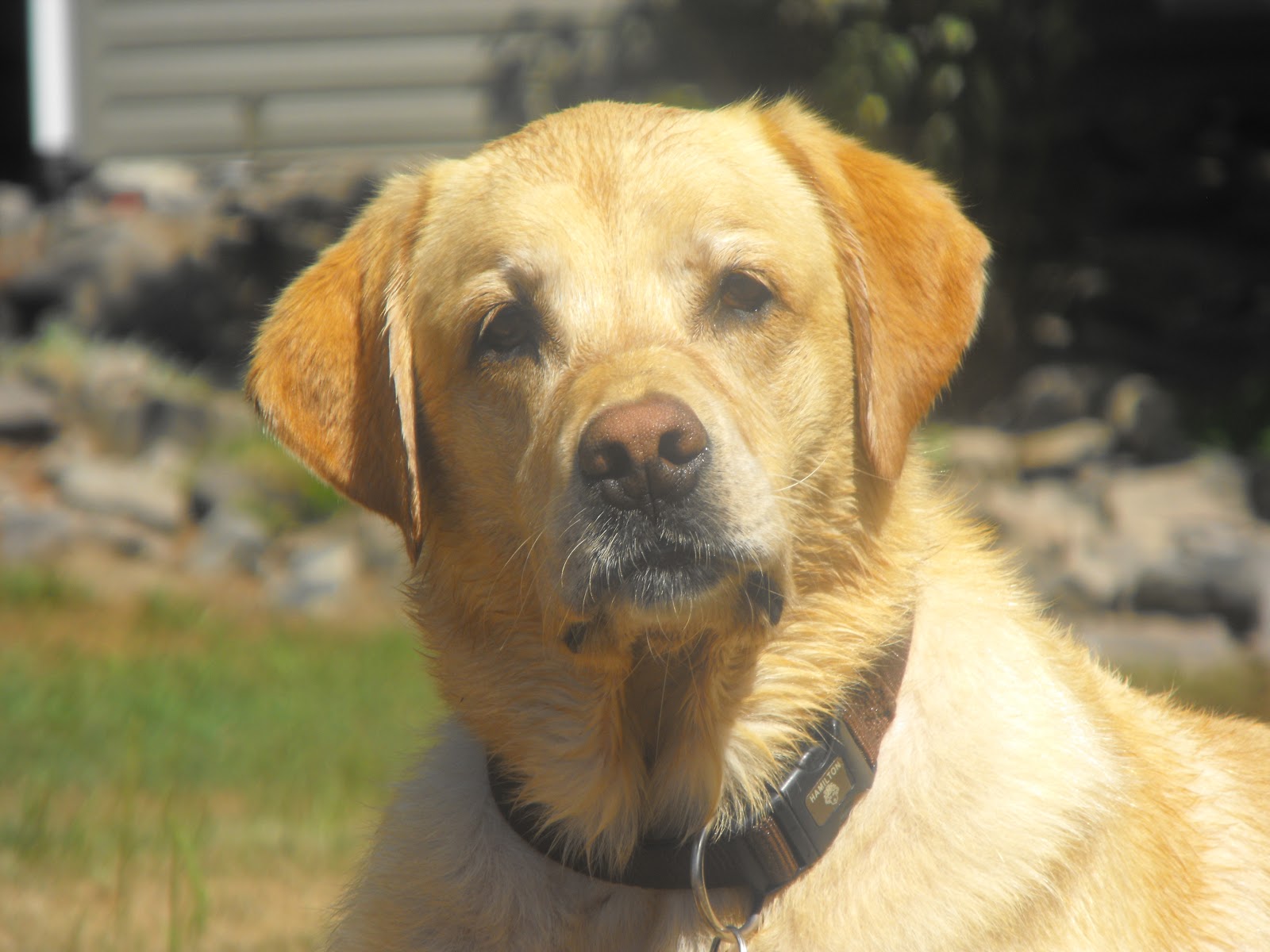 What Breed Of Dog Is Scooby Doo Dog Training Home Dog What Breed Of Dog Is Scooby Doo Dog Training Home Dog