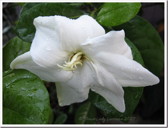 06-17-tahitian-gardenia