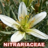 Nitrariaceae