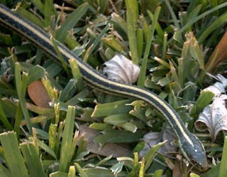 Texas garter snake