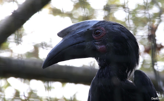 Calao charbonnier, parc des oiseaux de Villars-les-Dombes