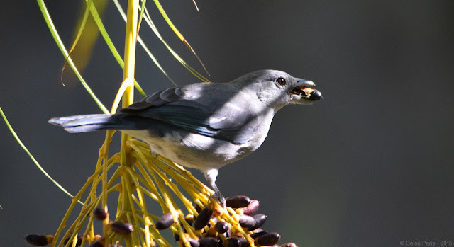 Sayaca Tanager Thraupis sayaca Sanhaço-cinzento Celestino Común