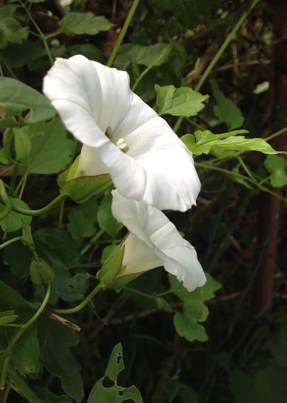 photograph of bindwwed flowers