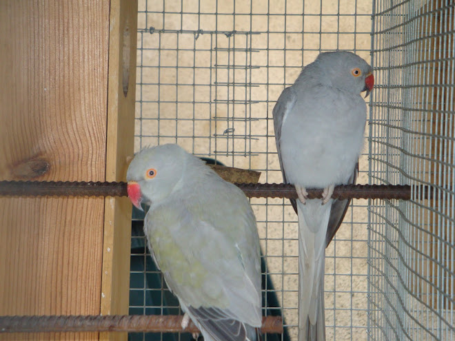 RING NECKS CINZA