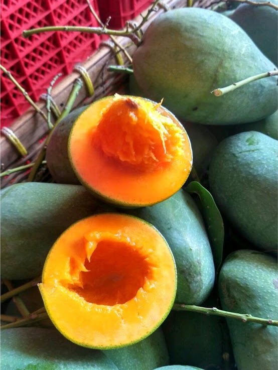 bibit tanaman buah mangga alpukat Sulawesi Utara