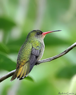 Gilged hummingbird