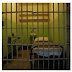 ΚΟΡΥΔΑΛΛΟΣ:Ανακαινίζουν κελιά για νέους VIP ...σε αντρικές και γυναικείες φυλακές !
