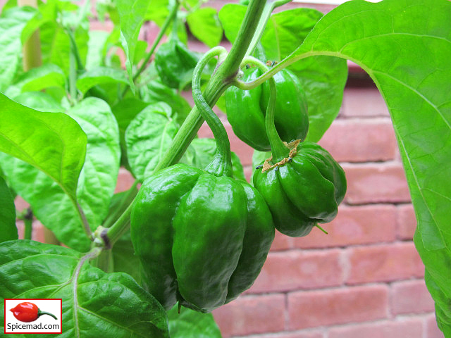 Papa Joe's Scotch Bonnet - 28th July 2023