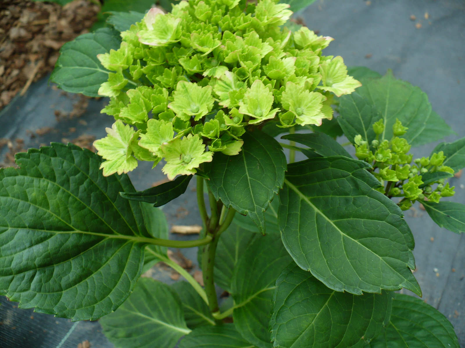 Hydrangea, Hortensja: czerwca 2013