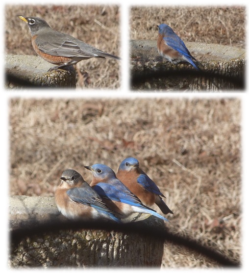 CHMusings bluebirds and robins