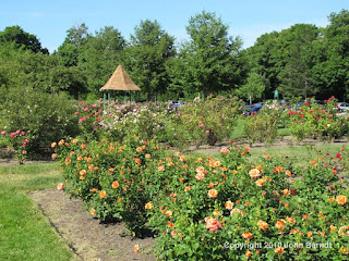 Maplewood Rose Garden, Rochester NY