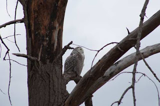 Snowy Owl On Its Perch.