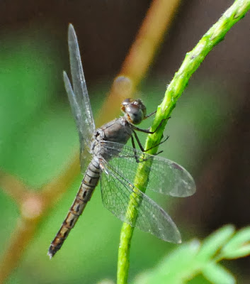 Orthetrum glaucum