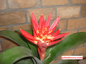 bromelia -na -decoração