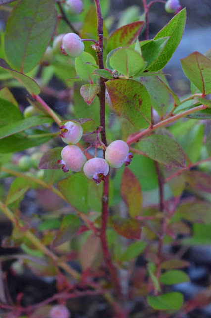 Hybridblåbär 'Northcountry'