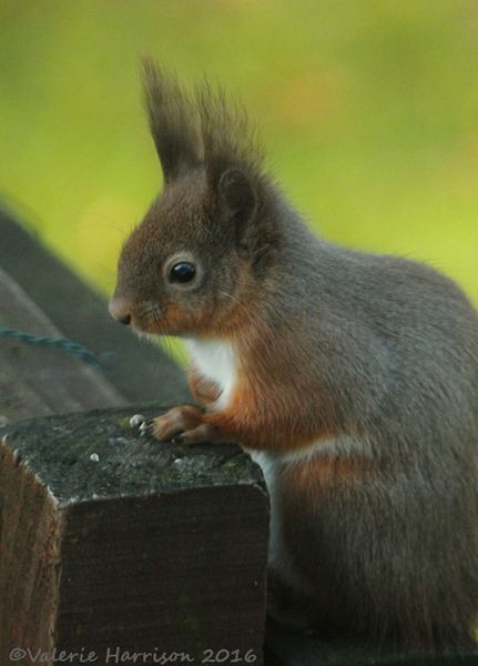 7-red-squirrel