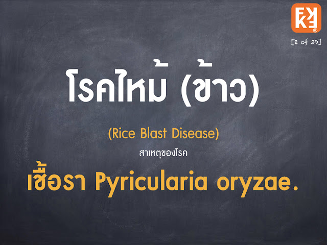 โรคไหม้ ข้าว ข้าวใบไหม้