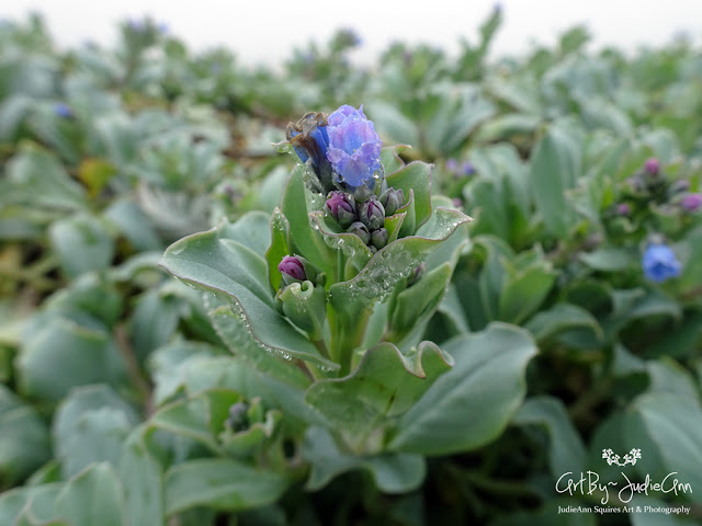 Oyster plant (Mertensia maritima; Boraginaceae) Macro Photo