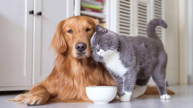 Anjing vs Kucing: Siapa Juara di Hati Anda?