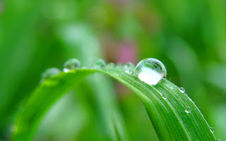 Amazing-Raindrops-Widescreen-Wallpapers