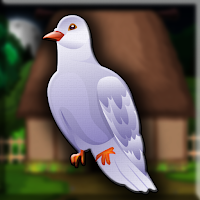 White Pigeon Bird  Escape