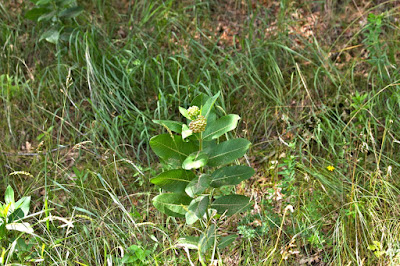 could dame's rocket support monarchs until milkweed blooms?