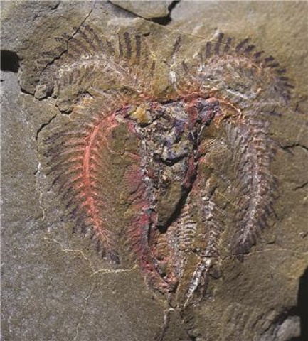 Spectacular Moroccan fossils redefine evolutionary timelines